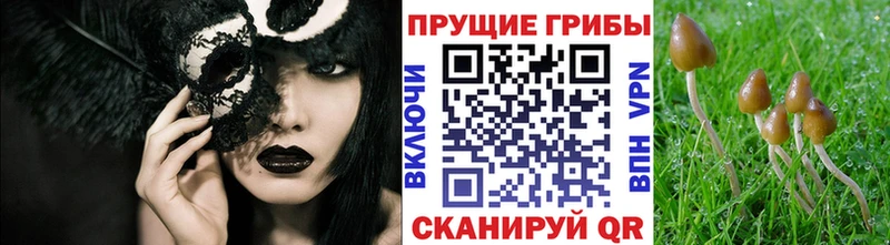 Псилоцибиновые грибы мухоморы МЕГА ссылка Курчалой где купить наркоту